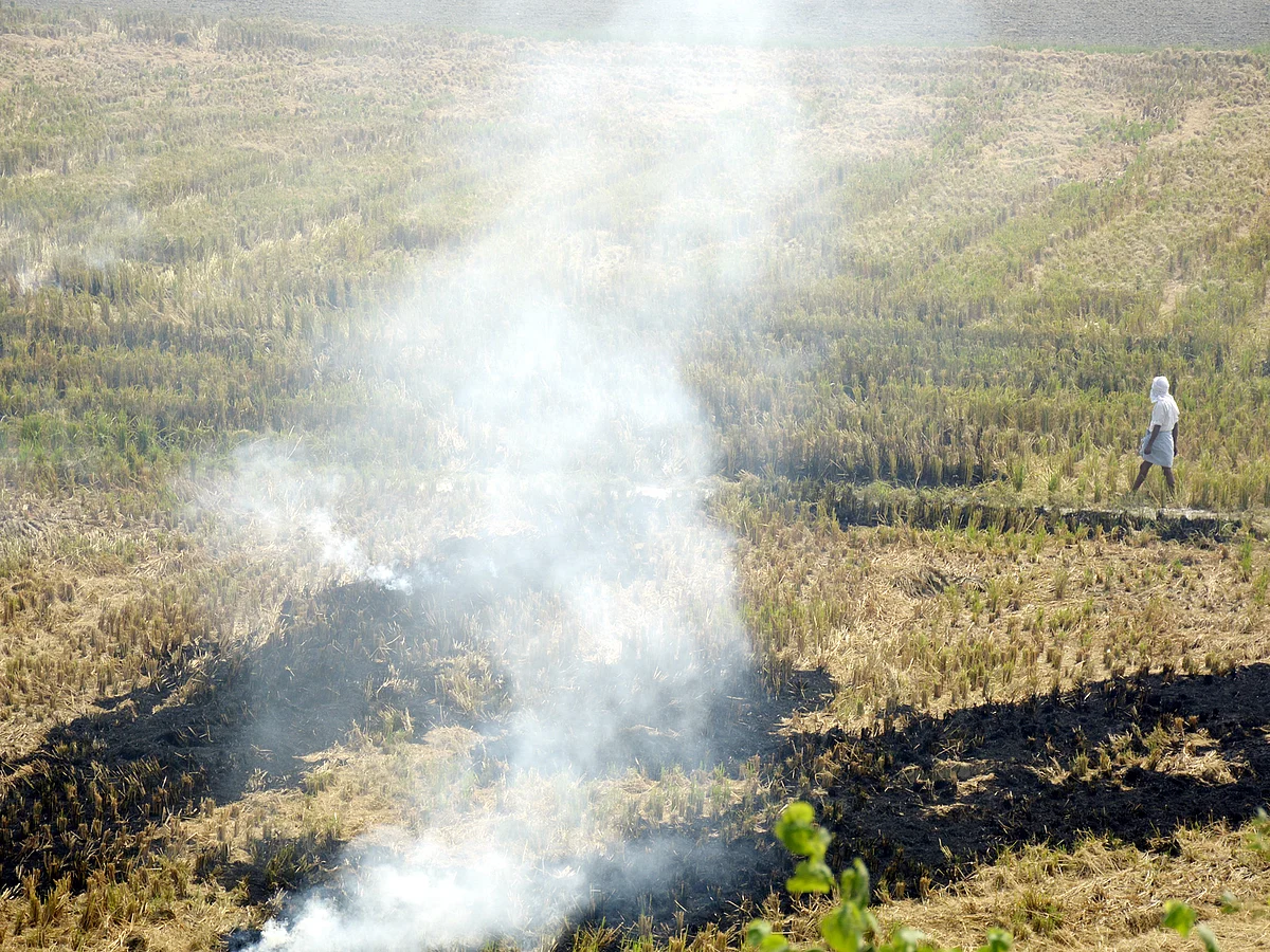 The move will ensure a regular supply of paddy straw for co-firing in thermal power plants and industries.