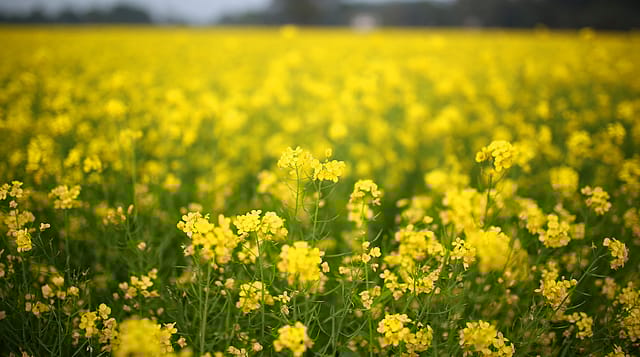 GM mustard: Where is data on biosafety and higher yield?