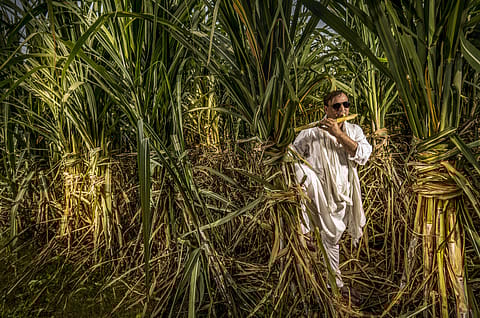 Dhampur Sugar Mills and Sakthi Sugars were the top performers among sugar stocks