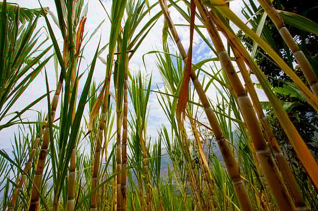 Why are sugar stocks trading higher today?