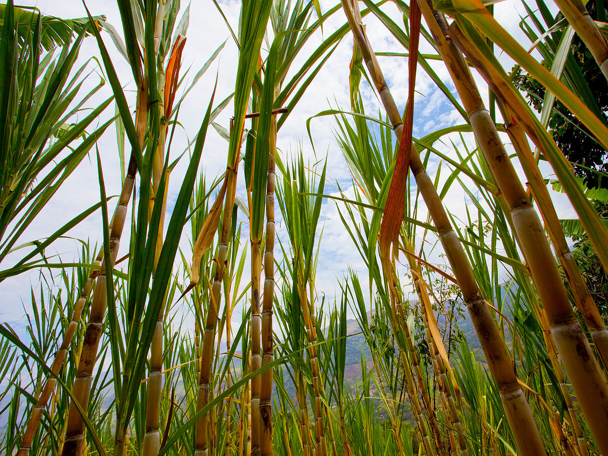 Uttar Pradesh announced a Bioplastic Industry Policy last year to encourage such units in the state.