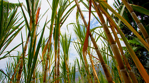 Uttar Pradesh announced a Bioplastic Industry Policy last year to encourage such units in the state.