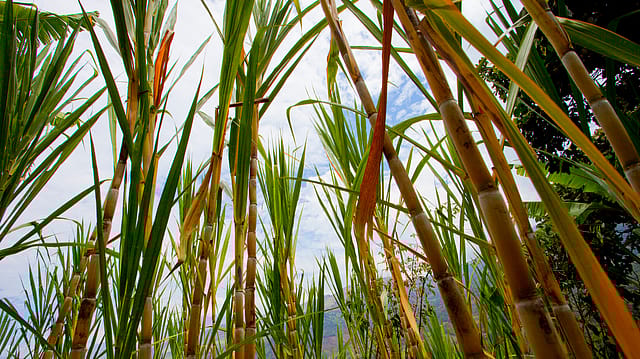 India’s first bio-plastic plant to rise in Uttar Pradesh, setting global benchmarks for green manufacturing India’s first bio-plastic plant to rise in Uttar Pradesh, setting global benchmarks for green manufacturing