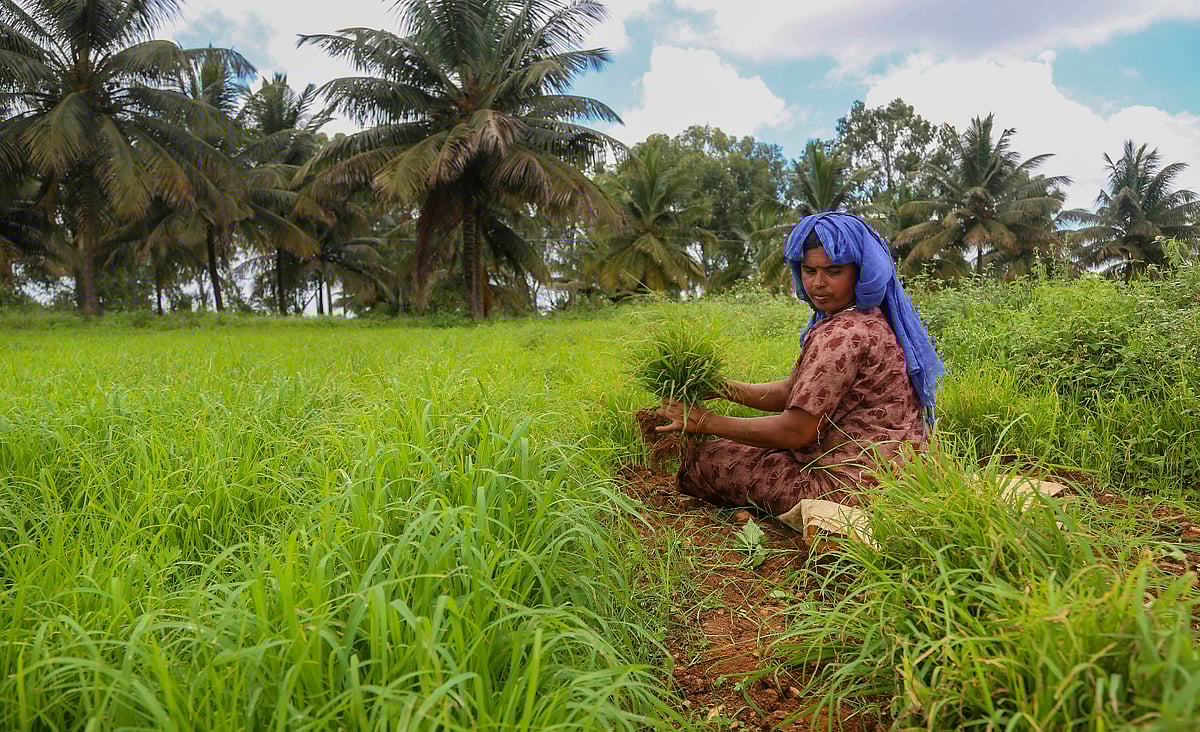 Crop diversification, digital marketplaces, liberal agri-export policy to boost farmer income