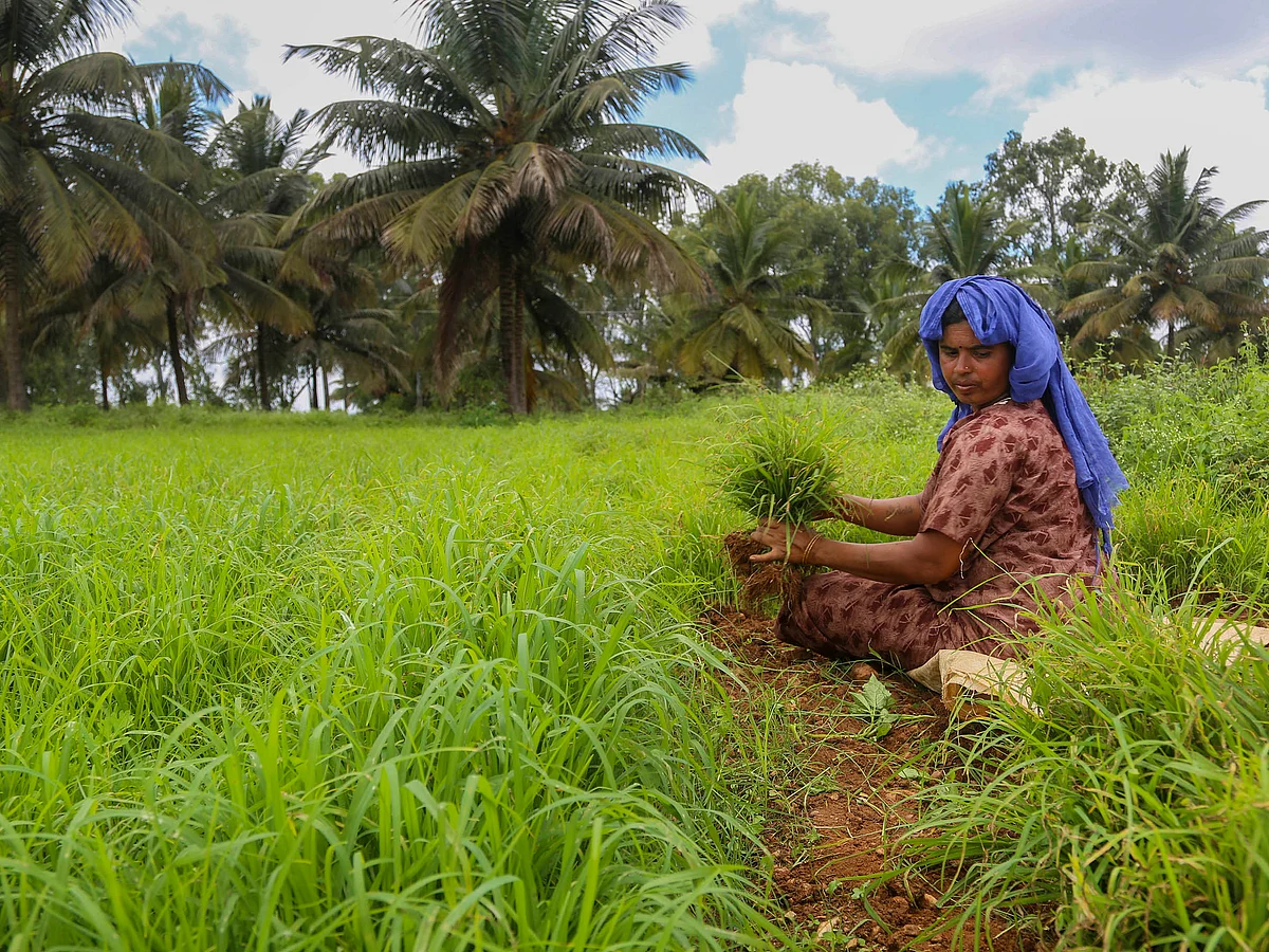AIKS says that the government had in 2014 promised the farmers to implement the Swaminathan Commission recommendation.