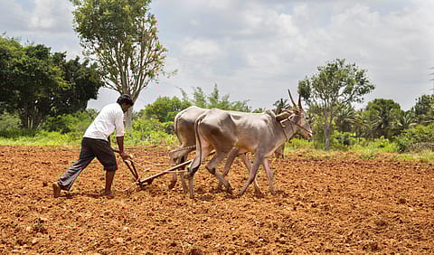 Foundation's latest projects will cumulatively support over 800,000 smallholder farmers.