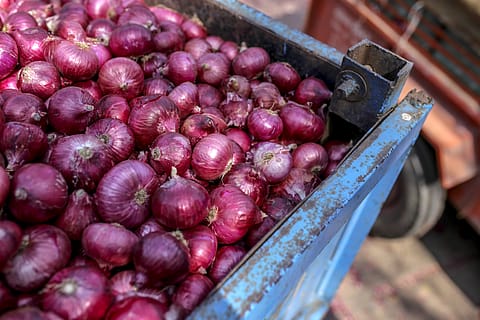 The department says that this year about 1,000 MT had been irradiated and stored in controlled atmosphere storage.