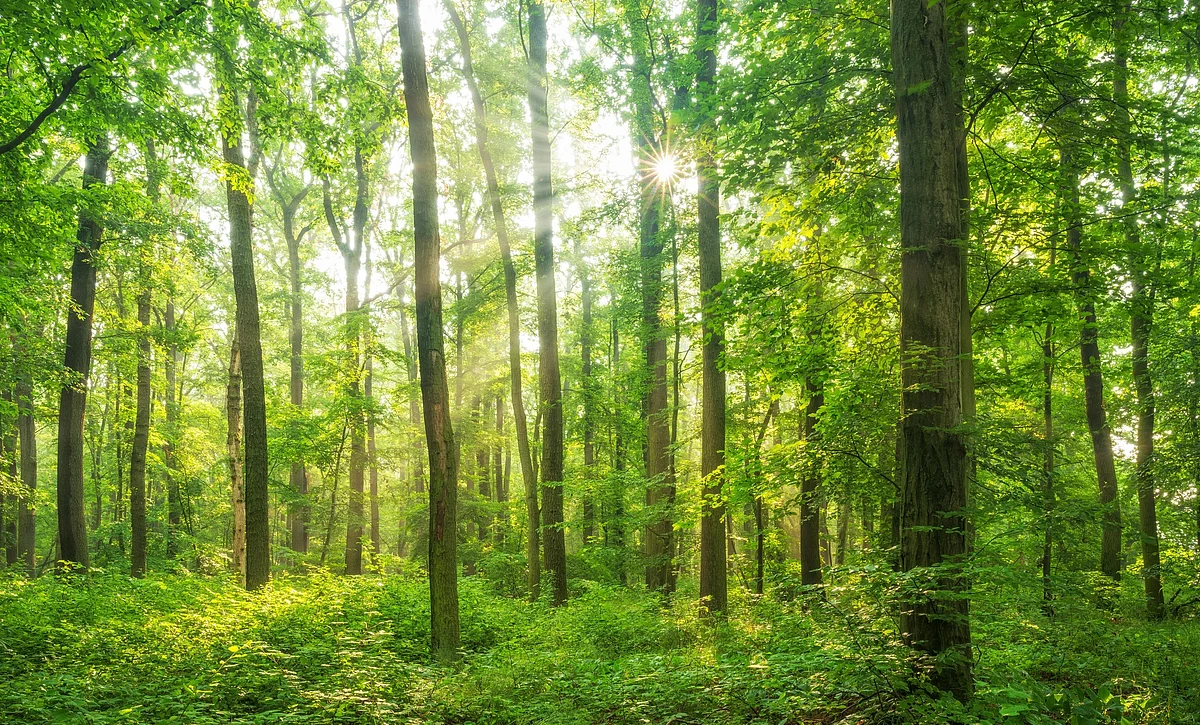 The proposal to exempt the land near border areas for national security projects from the purview of the law is feared to have an adverse impact on the forest cover and wildlife in North Eastern states. 