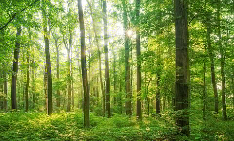 The proposal to exempt the land near border areas for national security projects from the purview of the law is feared to have an adverse impact on the forest cover and wildlife in North Eastern states.