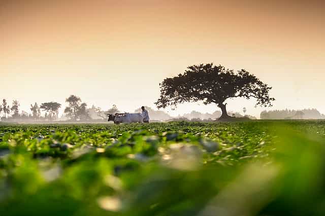 Budget 2024: Interim Budget promises schemes for agri-value addition, fisheries, dairy sectors