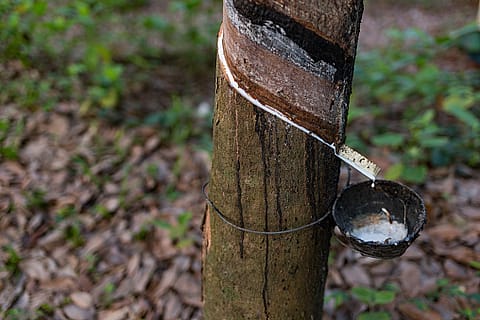 The move is likely to boost the production of natural rubber in the country and reduce import dependency, especially from China, Vietnam, Malaysia and Indonesia.