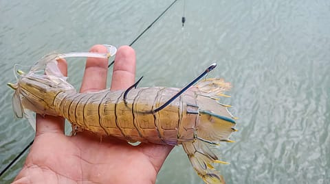 Frozen shrimp remained the major export item in quantity and value.