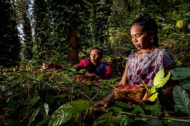 How women are brewing India’s specialty coffee revolution