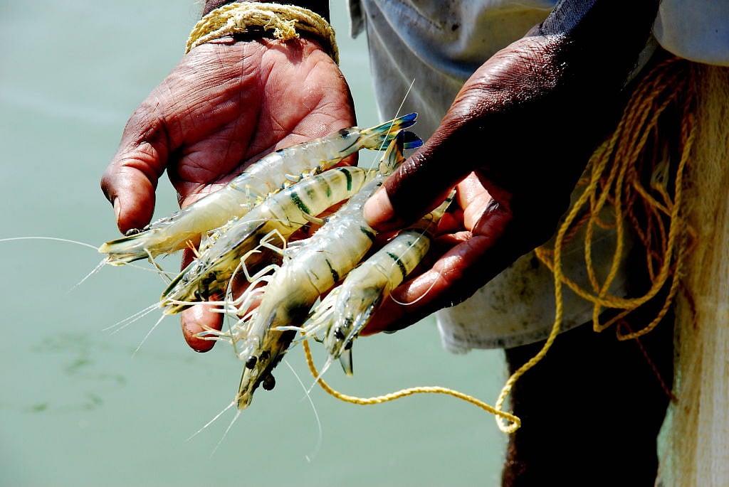 Trump's tariff storm: India's seafood exports face a critical challenge, with frozen shrimp at risk