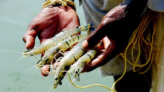 Trump's tariff storm: India's seafood exports face a critical challenge, with frozen shrimp at risk Trump's tariff storm: India's seafood exports face a critical challenge, with frozen shrimp at risk