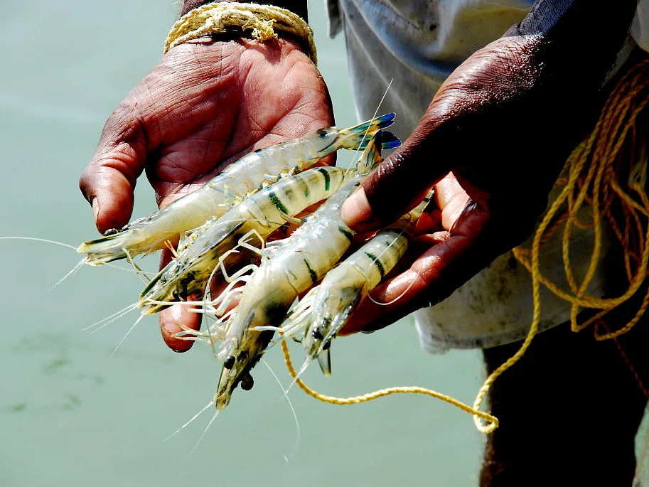 India's frozen shrimp exports stood at $4.88 billion in the financial year 2023-24.